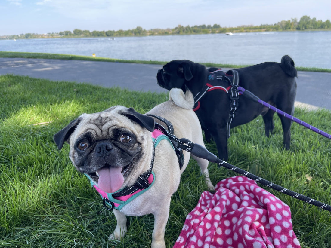 Bogart and Lola in their harnesses