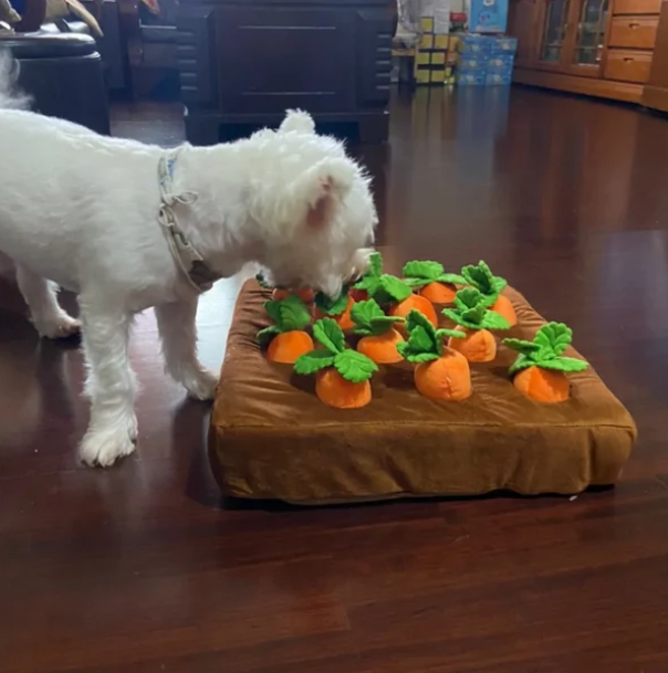 7 Reasons Puzzle Feeders Are a Must-Have for Your Pets