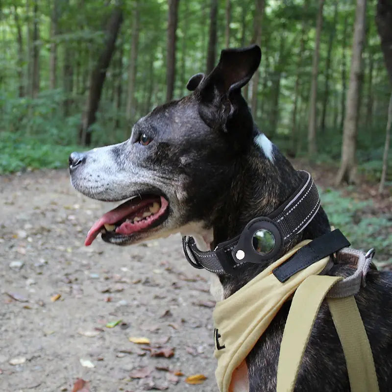 Pet Tracking Collar with Compartment for Air Tag