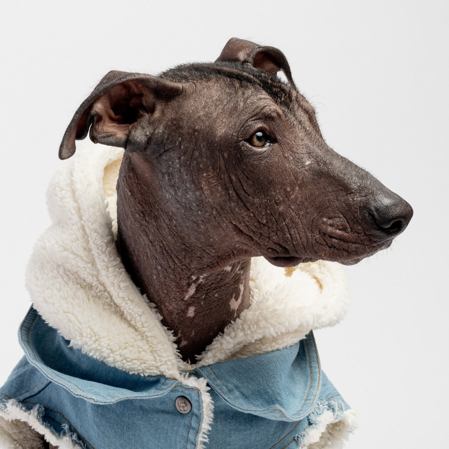 Distressed Denim Dog Jacket with Sherpa